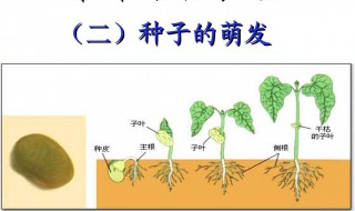 胚根发育成什么 胚根发育成什么东西 植物