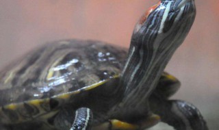 乌龟是在陆地上和水里养都行吗?