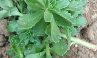 养心菜的种植方法和时间 养心菜的种植方法有哪些