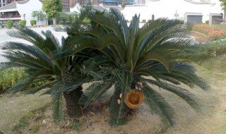 菠萝铁树的养殖方法和注意事项（菠萝铁树的养殖方法和注意事项图片）