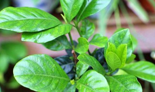 栀子花长青虫了家用小妙招图片 栀子花长青虫了家用小妙招