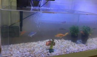 鱼缸外玻璃用什么擦亮 鱼缸外玻璃脏清理窍门