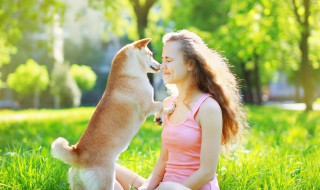 训练狗狗不扑人的妙招 训练狗狗不扑人的妙招视频