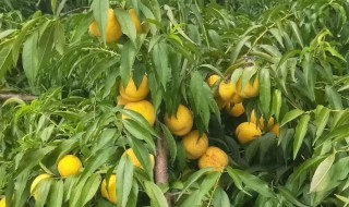 黄桃树的种植方法和注意事项（黄桃树的种植方法和注意事项图片）