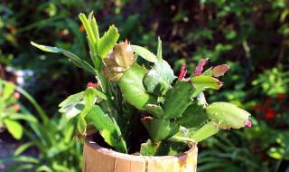 蟹爪兰的繁殖养殖方法