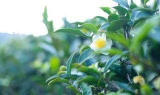 茶树花的功效与作用 茶树花的功效与作用及食用方法