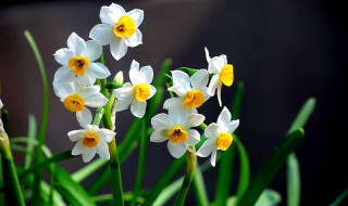 水仙花种植技术 水仙花种植小窍门