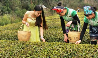 平水珠茶产地海拔 平水珠茶产地