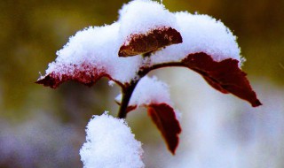 如何快速化雪 如何快速化雪冰