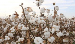 新疆棉花事件起因 新疆棉花事件起因 新疆棉花事件起因是什么