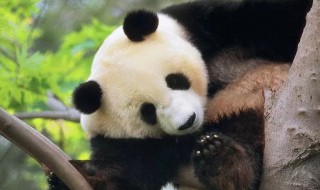 大熊猫的习性是什么（大熊猫的食物是什么）