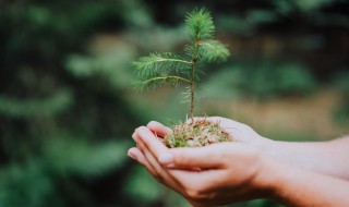 幼儿园植树出行注意事项