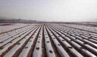 地膜的作用是什么 地膜的作用是什么原理