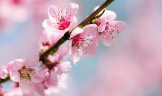 桃花盆景养护三要点（桃花盆景家养风水）