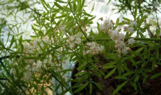 天门冬的植株特征及养护管理 天门冬植物的功效与作用