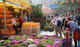 迎春花盆景制作步骤及养护方法 迎春花盆景制作步骤及养护方法图片