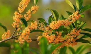 家里可以养桂花吗 家里可以养桂花吗风水