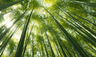 竹子的品质 竹子的品质像哪一些人