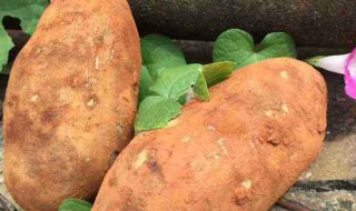 雪莲果不削皮可以吃吗 雪莲果不削皮可以吃吗有营养吗