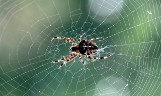 蜘蛛网的成分是什么 蜘蛛网含有什么