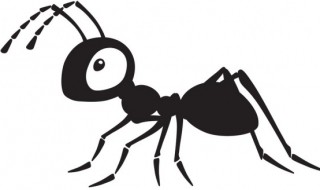 蚂蚁对人类有哪些好处 蚂蚁有什么作用和好处