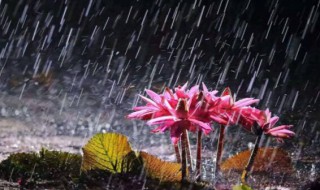 北方有梅雨季节吗（4月份是梅雨季节吗）