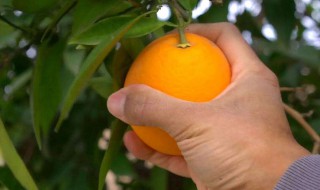 在家怎么自己种桔子 在家怎么种橘子盆栽