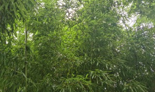 竹子如何养殖方法 竹子如何养殖方法图片