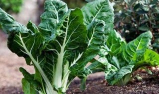 厚皮菜的功效与作用 厚皮菜的功效与作用及食用方法