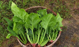 菠菜含什么元素最高 菠菜含铁吗