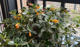 金鱼吊兰一年开几次花（金鱼吊兰一年开几次花图片）