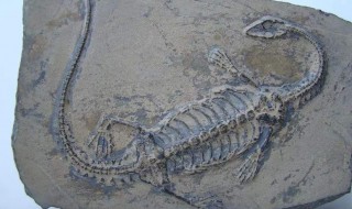 什么是化石 什么是化石草图片