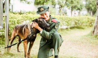 神犬奇兵电视剧剧情 神犬奇兵电视剧剧情分集介绍