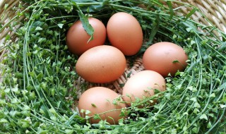 三月三煮鸡蛋是用什么草（三月三用来煮鸡蛋的草叫什么）