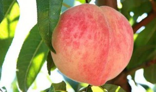 桃子的功效与作用禁忌 水果桃子的功效与作用禁忌