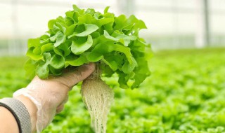 无土栽培蔬菜有哪些 无土栽培蔬菜有哪些可以种