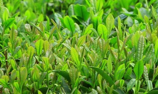 谷雨季节种植那些东西 谷雨季节种植什么