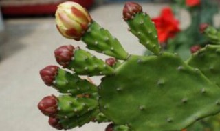 家里不能养带刺的花吗 家里不能养带刺的花吗?