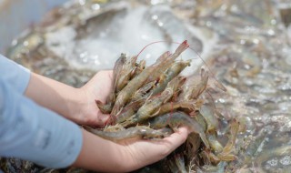 大虾去皮最简单的方法 大虾去皮最简单的方法视频