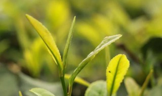 谷雨茶和明前茶区别 明前茶,雨前茶,谷雨茶