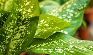 家适合养什么绿色植物（家适合养什么绿色植物呢）