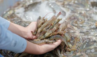 生卤虾如何做 生卤虾做完几个小时能吃