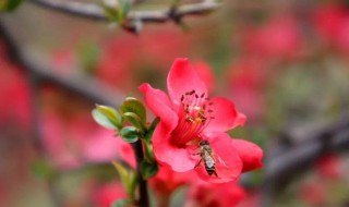 海棠花象征着什么（海棠花象征着什么人）