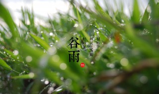 谷雨在什么季节（谷雨在什么季节里）