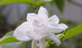 茉莉是什么季节开的花（茉莉花象征意义）