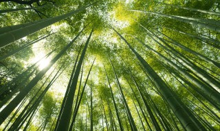 苦竹的养殖方法 苦竹的栽培技术