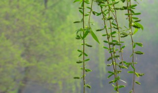 柳树上的柳絮能吃吗 柳树上的柳絮能吃吗图片