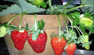 家庭种植草莓需要什么条件（家庭种植草莓的方法以及注意事项）