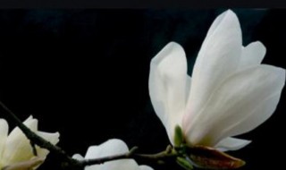 怎么区分辛夷花和玉兰花 辛夷花 玉兰花 区别