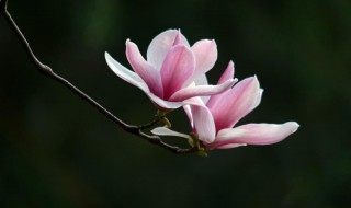 玉兰花是不是也叫辛夷花